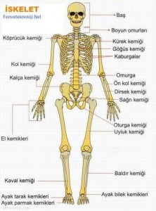 Destek ve hareket sistemi hastalıkları tedavileri