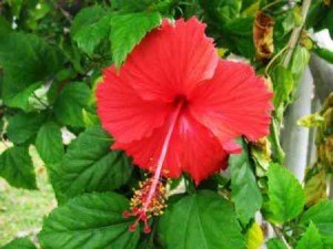 hibiskus